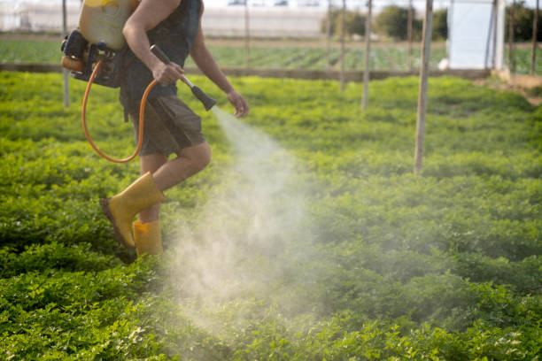 Pest Prevention Services in West Odessa, TX