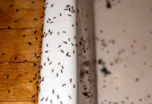 Best Mosquito Control Services  in West Odessa, TX