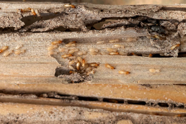 Best Residential Pest Control  in West Odessa, TX