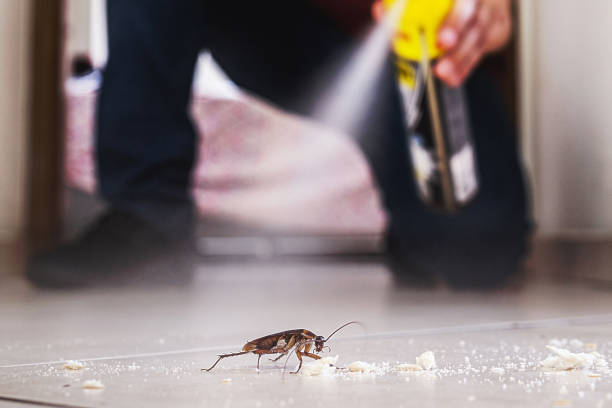 Bird Control in West Odessa, TX